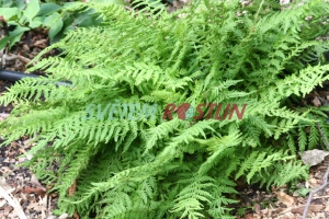 kapradinka - Woodsia fragilis