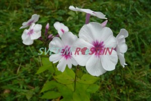 plamenka latnatá Adessa Pink Star - Phlox paniculata Adessa Pink Star