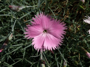 hvozdík péřitý - Dianthus plumarius