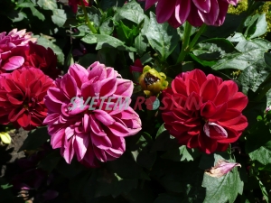 jiřina zahradní - Dahlia pinnata