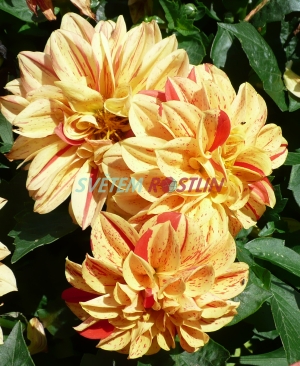 jiřina zahradní - Dahlia pinnata