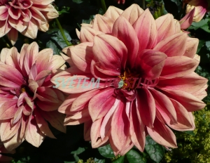 jiřina zahradní - Dahlia pinnata