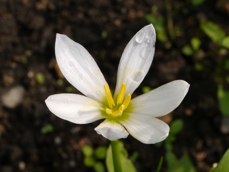 zefrovec - Zephyranthes candida