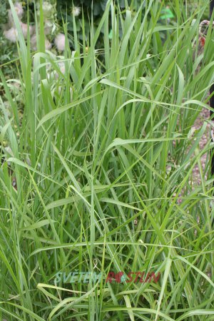 ozdobnice cukrová Robustus - Miscanthus sacchariflorus Robustus