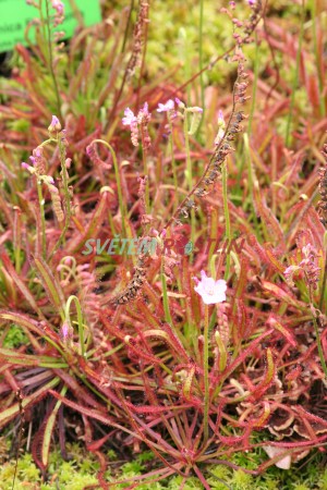 rosnatka kapská Rubra - Drosera capensis Rubra