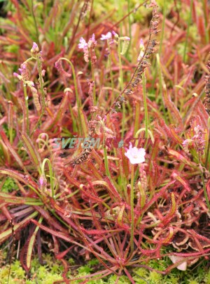 rosnatka kapská Rubra - Drosera capensis Rubra