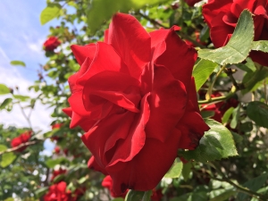 růže Santana - Rosa Santana