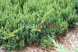 jalovec obecný Anna Maria - Juniperus communis Anna Maria