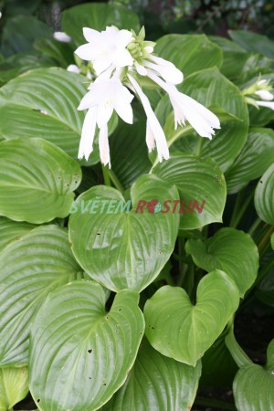 bohyška jitrocelová - Hosta plantaginea