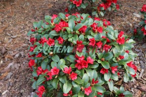 pěnišník Forrestův Rotkäppchen - Rhododendron forrestii Rotkäppchen