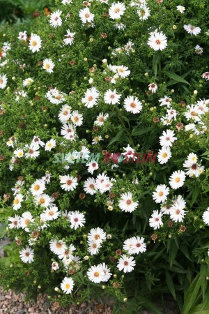 hvězdnice Appolo - Aster Appolo