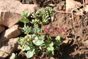 rozchodník - Hylotelephium cauticola