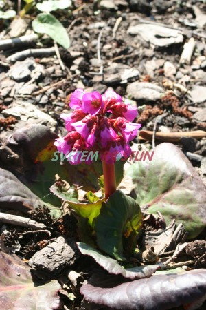 bergenie Eden's Magic Giant - Bergenia Eden's Magic Giant