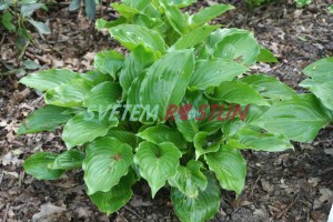 bohyška Invincible - Hosta Invincible