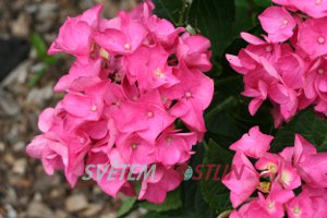 hortenzie velkolistá Leopold III - Hydrangea macrophylla Leopold III