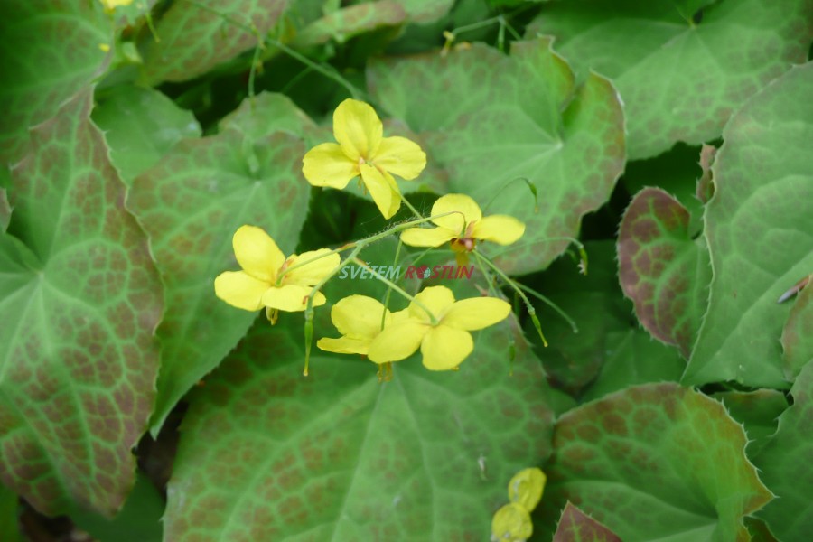 kornice Wisley - Epimedium  perralchicum Wisley
