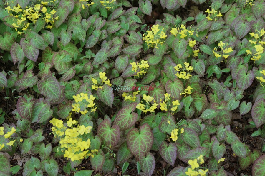 kornice Wisley - Epimedium  perralchicum Wisley