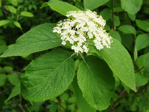 kalina tušalaj - Viburnum lantana