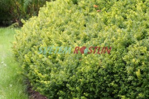 tis červený Aurea Nova - Taxus baccata Aurea Nova