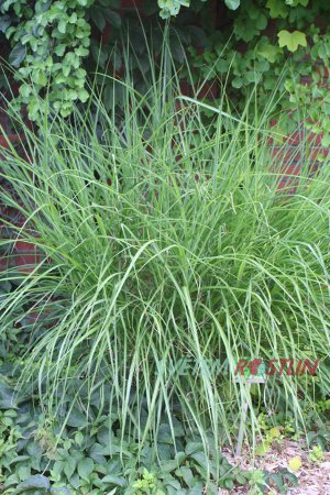 ozdobnice čínská Sirene - Miscanthus sinensis Sirene
