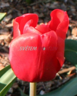 tulipán Escape - Tulipa Escape