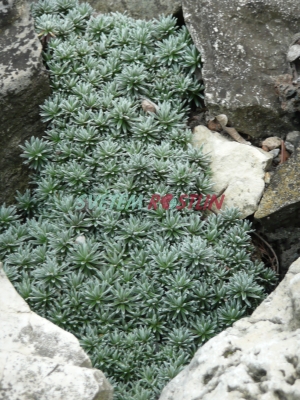 drnečka - Androsace vitaliana subsp. praetutiana