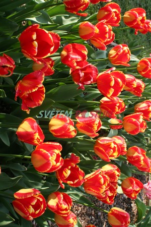 tulipán Banja Luka - Tulipa Banja Luka