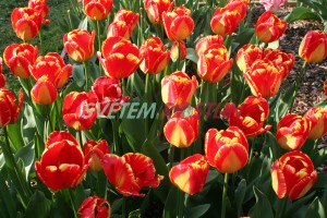 tulipán Banja Luka - Tulipa Banja Luka