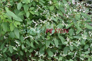 pryšec třezalkolistý Inneuphe - Euphorbia hypericifolia Inneuphe
