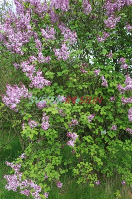 šeřík hyacintokvětý - Syringa × hyacinthiflora