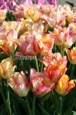 tulipán Aquila - Tulipa Aquila