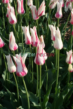 tulipán Marylin - Tulipa Marylin