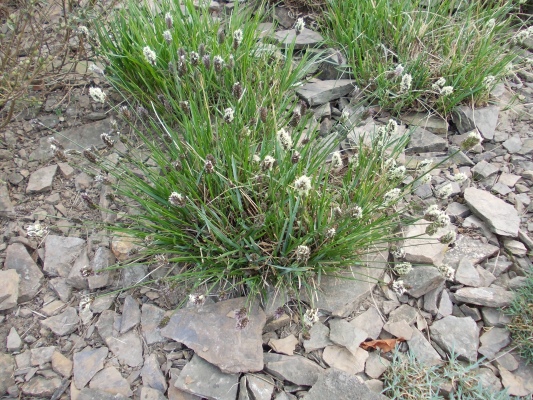 pchava - Sesleria heufleriana