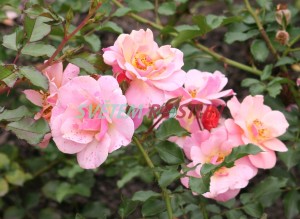 růže Jazz - Rosa Jazz