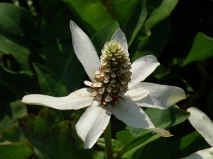 Mansa kalifornská - Anemopsis californica