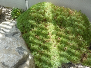 hvozdík pichlavý - Dianthus erinaceus