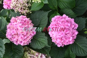 hortenzie velkolistá Hamburg - Hydrangea macrophylla Hamburg