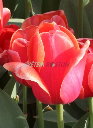tulipán Ad Rem - Tulipa Ad Rem