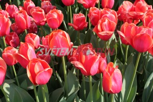 tulipán Ad Rem - Tulipa Ad Rem