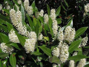 bobkovišeň lékařská - Prunus laurocerasus
