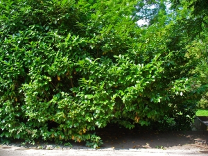 bobkovišeň lékařská - Prunus laurocerasus