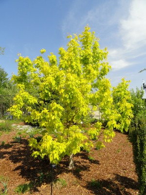 javor jasanolistý Kelly's Gold - Acer negundo Kelly's Gold