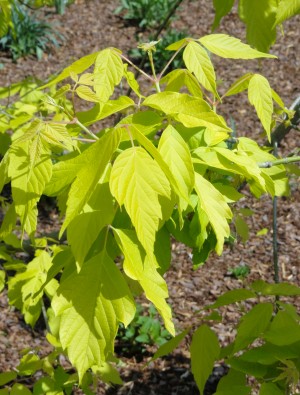 javor jasanolistý Kelly's Gold - Acer negundo Kelly's Gold
