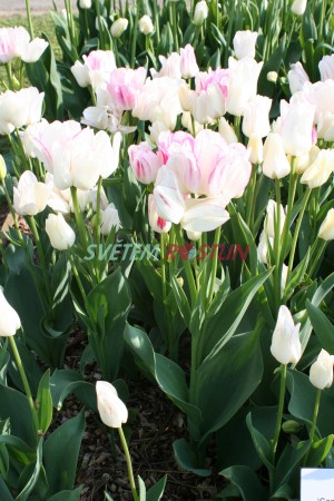 tulipán Candy Club - Tulipa Candy Club