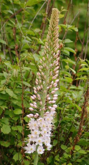 liliochvostec mohutný - Eremurus robustus