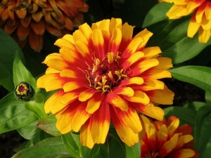 ostálka sličná - Zinnia elegans