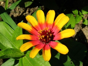 ostálka sličná - Zinnia elegans