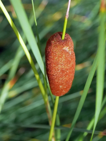 orobinec nejmen - Typha minima