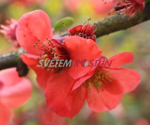kdoulovec ozdobný Knap Hill Radiance - Chaenomeles speciosa Knap Hill Radiance