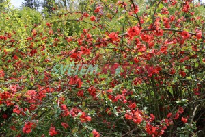 kdoulovec ozdobný Knap Hill Radiance - Chaenomeles speciosa Knap Hill Radiance